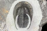 Bargain, Scotoharpes Trilobite - Boudib, Morocco #75569-3